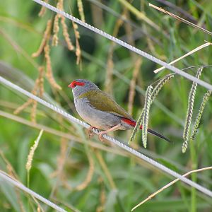 wild - Red-browed Finch