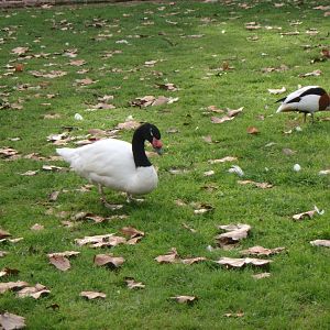 Black-necked swan and common shelduck