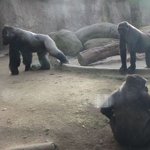 Western lowland gorilla troop