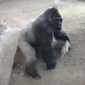 Xebo the Western lowland gorilla