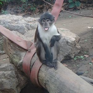 White-naped mangabey