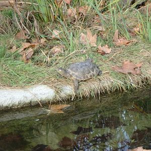 Mediterranean turtle