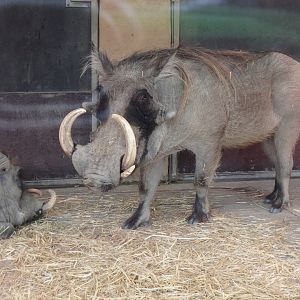 Common warthogs