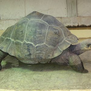 Galápagos giant tortoise