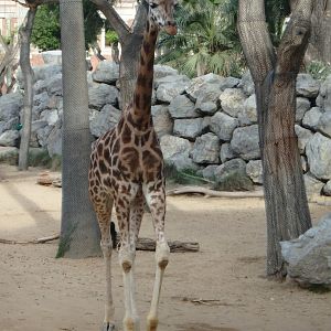 Rothschild's giraffe