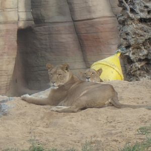 African lionesses