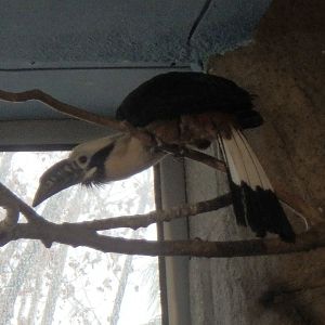 Visayan tarictic hornbill