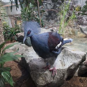 Western crowned pigeon