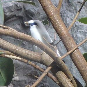 Bali mynah