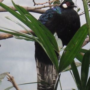 Palawan peacock-pheasant