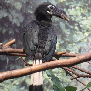 Visayan tarictic hornbill