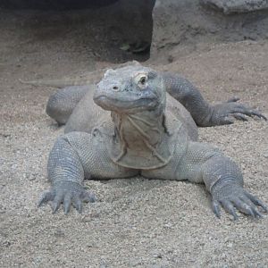 Komodo dragon