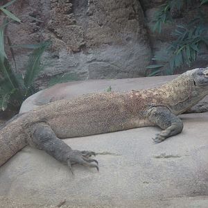 Komodo dragon