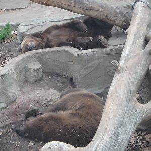 Eurasian brown bears
