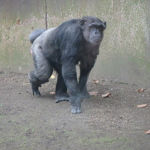 Blanquita the chimpanzee