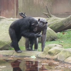 Chimpanzees