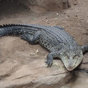 Saltwater crocodile