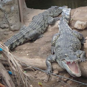 Siamese crocodiles