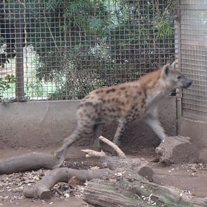 Spotted hyena