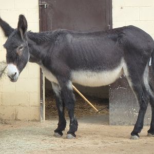 Catalonian donkey