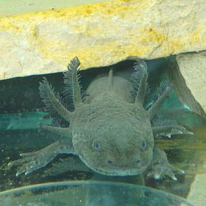 Axolotl