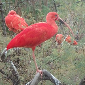 Scarlet ibis