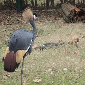 Western black crowned cranes