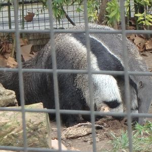 Giant anteater