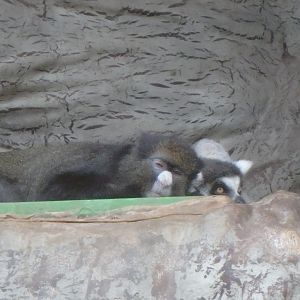 Elderly primates napping together