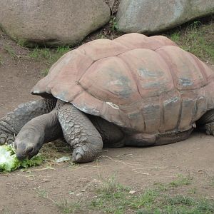 Aldabra giant tortoise