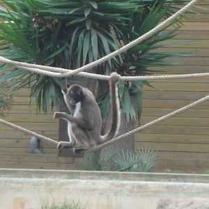 Colombian brown spider monkey