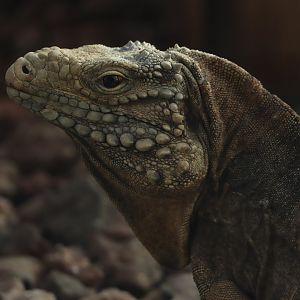 Cuban rock iguana (Cyclura nubila nubila)