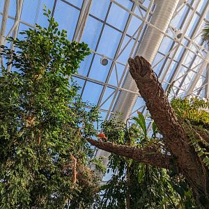 Upland Tropical Rainforest