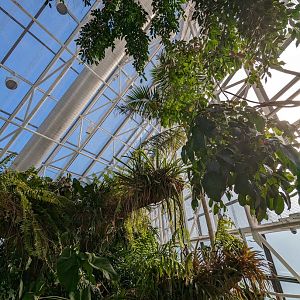 Upland Tropical Rainforest