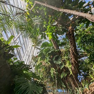 Upland Tropical Rainforest