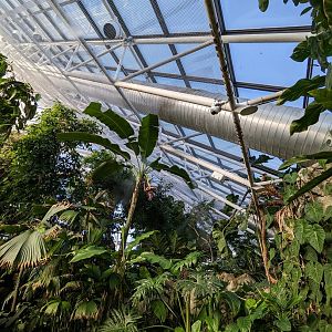 Upland Tropical Rainforest