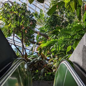 Upland Tropical Rainforest