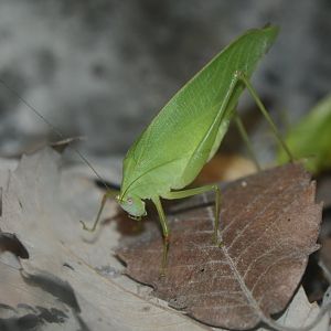 Daito broad-winged katydid (Phaulula daitoensis)