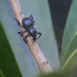 Japanese black weevil (Pachyrhynchus infernalis)