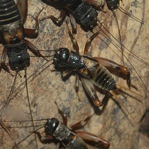 Yaeyama cricket (Duolandrevus guntheri)