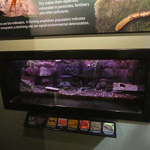 Newt and Salamander Tank