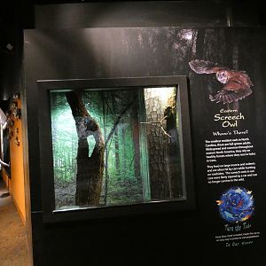 Eastern Screech Owl exhibit