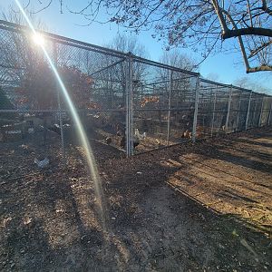 Linvilla Orchards PA - Lots of chickens of many breeds