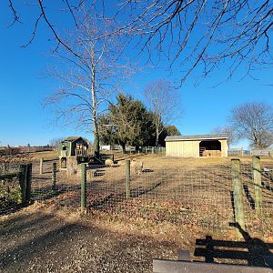 Linvilla Orchards PA - Sheep