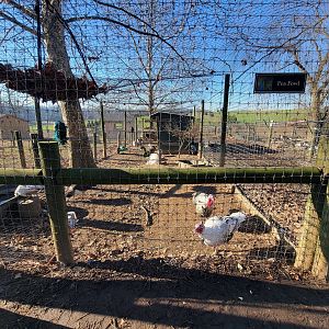 Linvilla Orchards PA - Indian peafowl, turkeys