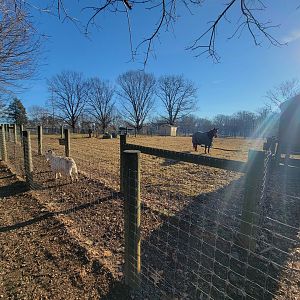 Linvilla Orchards PA - Horse, goats