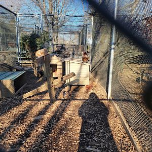 Linvilla Orchards PA - Example of a chicken run; there's 20 of these runs