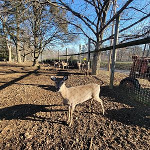 Linvilla Orchards PA - Whitetail deer pen