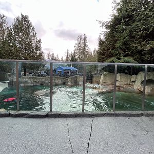Steller Sea Lion Exhibit