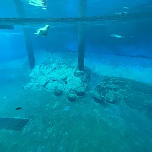 Harbour Seal Exhibit (ex-orca pool)